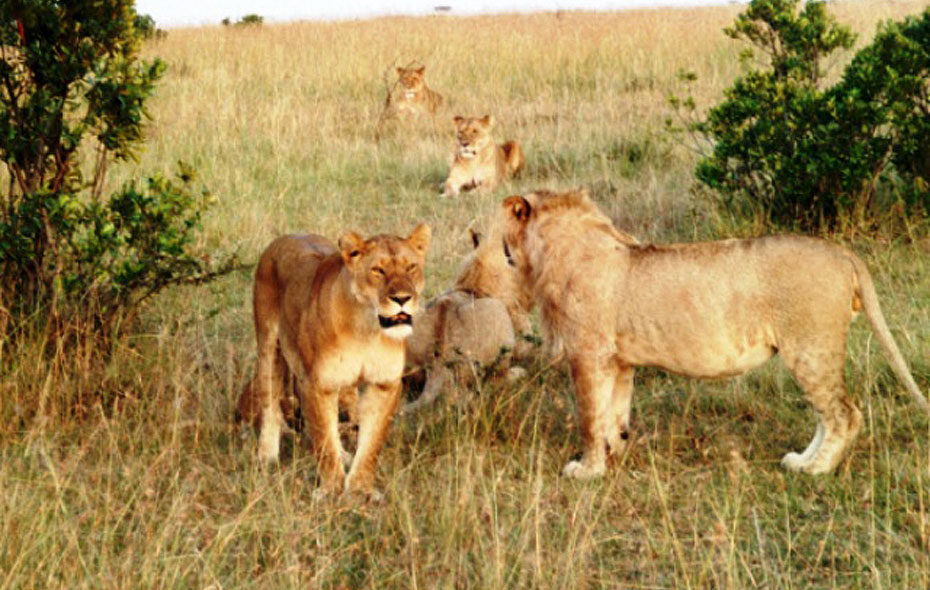 Lejonflock i Masai Mara