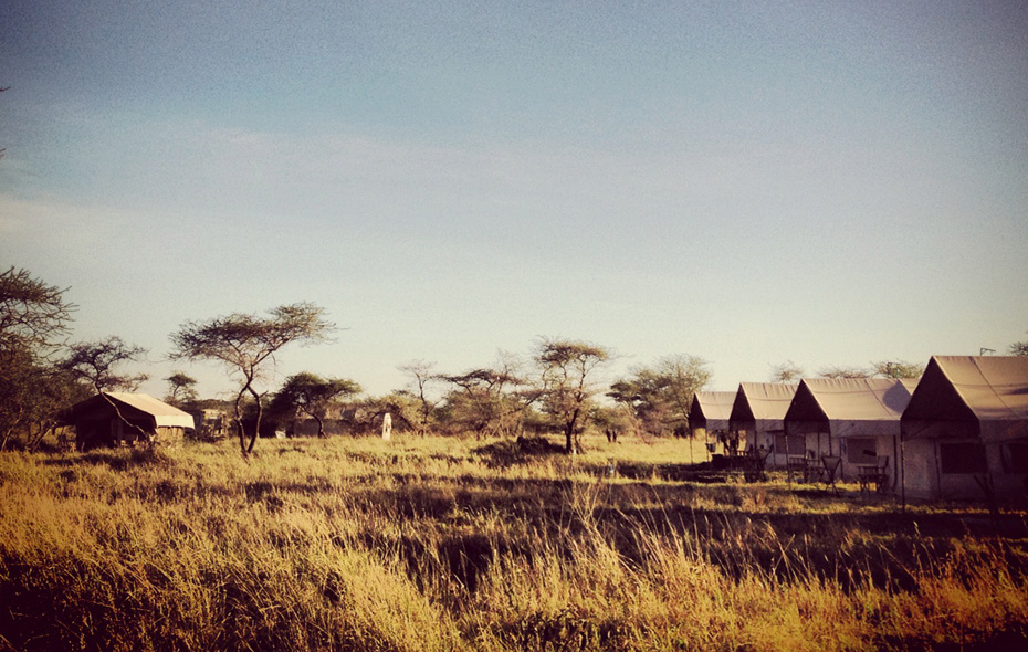 safari tanzania eller sydafrika